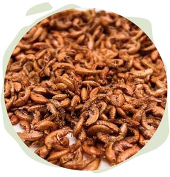 Warnick's Naturhäppchen Gammarus Bachflohkrebse - 3 Liter | Naturfutter für Koi, Zierfische & Reptilien - Proteinreich & farbunterstützend - Wertvolle Nahrungsergänzung