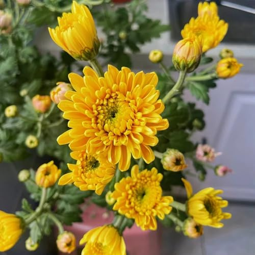 Semi di crisantemo, semi di come per gli ospiti decorazione autunnale da giardino Le perenni sono perenni 150pcs