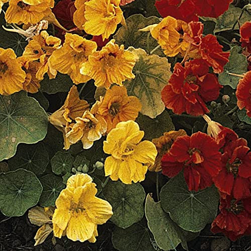 Nasturtium Climbing Mixed Garden Plant Half-Hardy Annual Flowering Garden Plants Easy to Grow Your Own 1x Seed Packet by Thompson and Morgan.