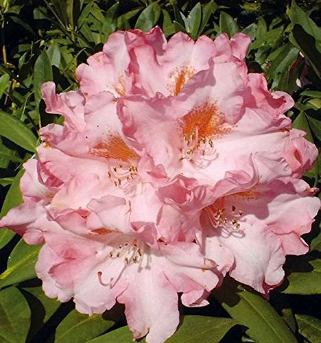 Rhododendron Pink Cherub 25-30cm - Alpenrose - lebende Gartenpflanze aus den Baumschulen
