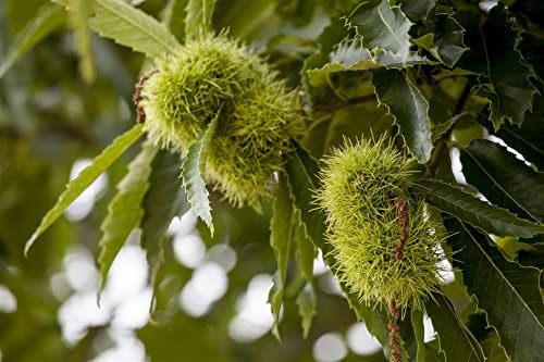Esskastanie Castanea sativa 125-150 cm Obstbaum winterhart | Essbare Kastanien, robuster Obstbaum, ideal für Garten und Ernte, unkomplizierte Pflege
