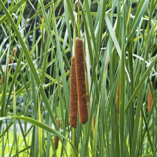 Semillas de de totora - decoración de estanques,de balcón acuáticas estanque resistente,de jardín de estanque resistentes,500pcs