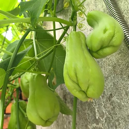 Semi di Chayote, Sechium edule, esotici semi di per il giardino colonnari biologici semi di invernali 100pcs