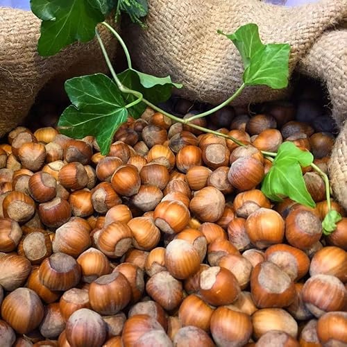 Planta Frutal Avellano Redondo Gentile Delle Langhe En Jarrón 20 Edad 2/3 Años