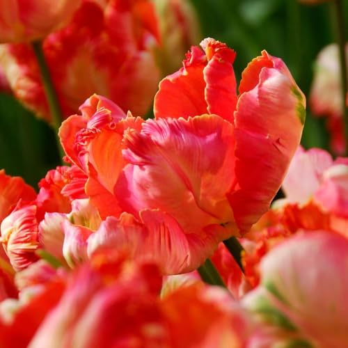 Plant in a Box - Tulipa Apricot Parrot - Tulpenzwiebeln x14 - Blumenzwiebeln für Garten, Terrasse oder Balkon