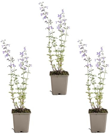 Bloomique - 6er - Set - Katzenminze 'Walker's Low' - Winterhart - Mehrjährig - Bienenfreundlich - Höhe 10-20 cm - 9 - cm - Topf