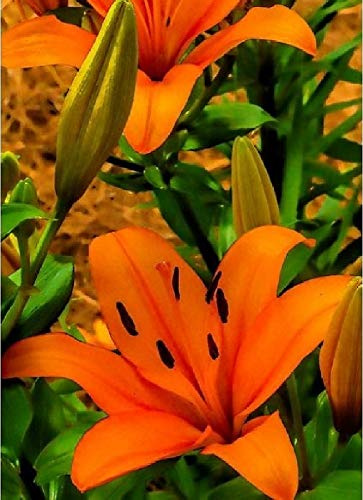 10 Zwiebeln Baumlilien Lilien Riesenlilie Orange Summer (orange) bis 150cm winterhart duftend Sommerblüher