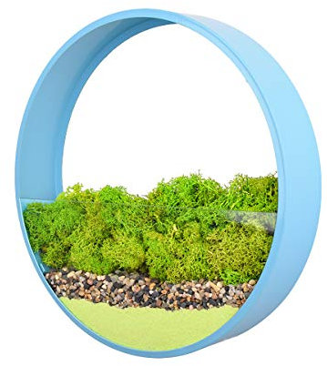 Ecosides Round Metal Hanging Wall Planter Transparent Terrarium Boxes Placing Succulents,Air Plants,Cactus,Fake Flowers Houseplant Holder with Morden Style Indoor Decor for Office,Living Rooms,Stairs