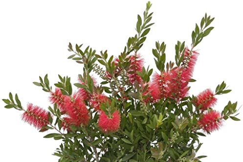 Arbusto Natural Callistemon Planta con Flores Rojas