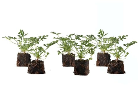 Lote de 6 Plantas de Geranio Antimosquitos DECOALIVE Plantas Naturales Aroma Citronela-Limón