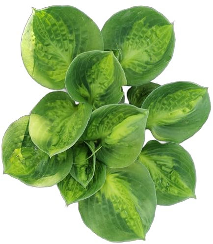 Hosta Plants, 'Sunset Groove', Full Plants in 1 Litre Pots, Hosta, Garden Ready, Ready to Plant, Premium Quality Garden Perennial (1)