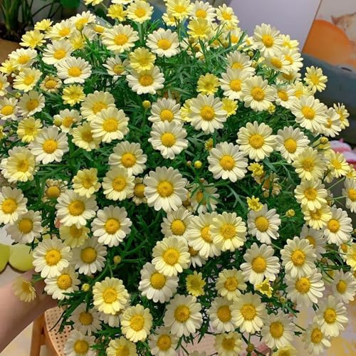 Semi di margherita perenni, Argyranthemum frutescens, semi di tappezzante resistenti rare semi di estivi 350pcs