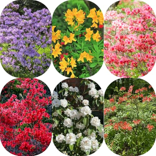 Semi di rododendro e azalea - raro giardino di arbusti per giardinieri resistenti serre da balcone da balcone esotico arbusti ornamentali resistenti estivi 180pcs