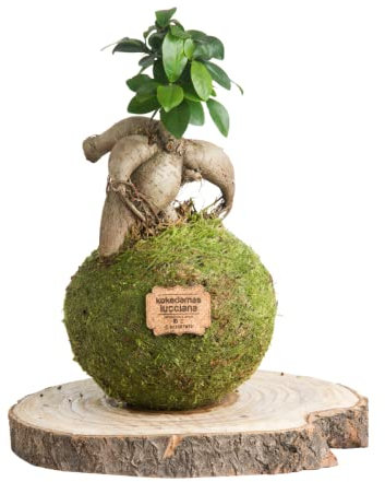 Kokedama Ficus Ginseng Natural Mediano - Kokedama Interior | Bola de Musgo Vivo | Planta Natural | Planta Interior | Decoración Hogar | Fácil Cuidado y Mantenimiento