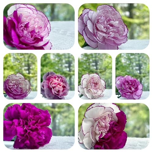 semi di garofano, primaverili resistenti per il giardino all'esterno per balconi 500pcs