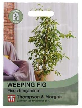 Weeping Fig House Plant Seeds Ficus benjamina Tender Shrub Easy to Grow Your Own Houseplants 1x Pack Seed (Approx. 50 Seeds) by Thompson and Morgan