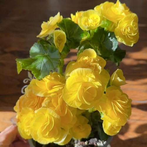 begonien, malus spectabilis, winterharte kübelpflanzen hochbeet blumenwiese wohnzimmer deko 250samen
