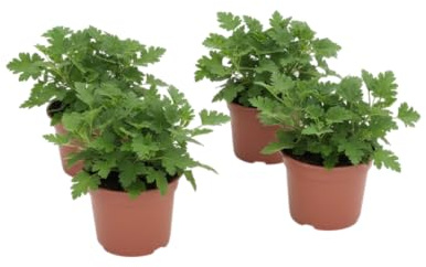 Pack Terraza Viva – Cuatro Geranios Limón Naturales en Maceta | DECOALIVE Plantas de Exterior Decorativas
