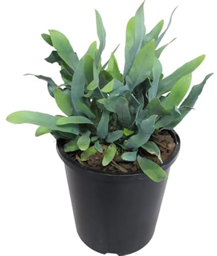 Helecho Phlebodium Blue Star Planta Natural para Decorar tu Hogar