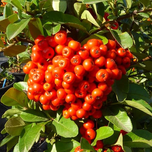 Pyracantha a bacca rossa, 10 piante alte 20/30 cm, vaso 8