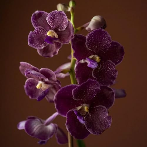 Semi pendenti di orchidea Vanda, rare semi di da appartamento regali per gli amanti del giardino da giardino 80pcs