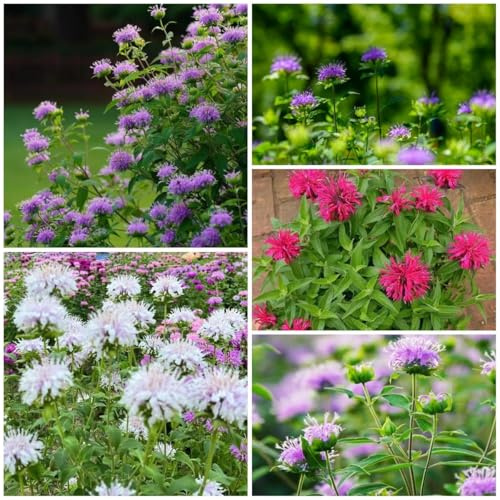 indianernessel exotische blumensamen mehrjährig winterhart stauden kräutersamen schattenpflanzen, bodendecker blumendeko blumenwiese bonsai 50samen