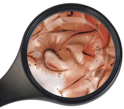 Fischfutter Lebendfutter Freie Auswahl 90 ml Beutel viele Sorten schneller gekühlter Versand (Artemia 90 ml)