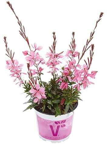 Gaura lindheimeri Compact Pink | Perennial| Plug Plant