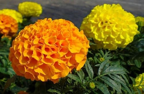 Semillas de Tagetes Erecta, 100 Unidades