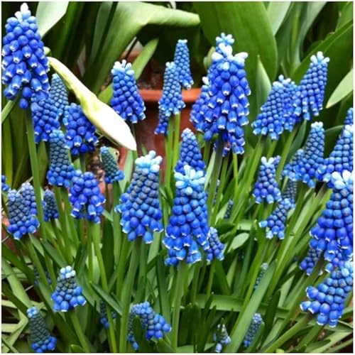 Set Muscari Traubenhyazinthe Mix 10 20 50 Stk. Blumenzwiebeln Zwiebeln Blütenfarben Weiß Violet Blau Duo Winterhart mehrjährig (Blue Magic 50 Stk.)