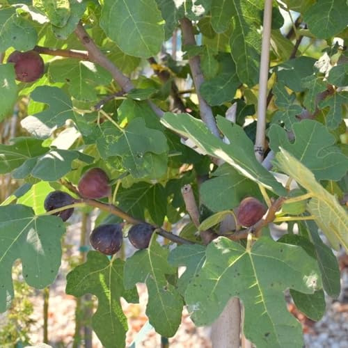 winterharte für garten, Ideal für deutsche Gärten-Winterharte für Innenräume und Gärten-Feigenbaum-Rhizome-4 Rhizome