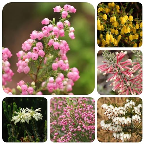 Heidekraut, geschenke für gartenliebhaber blühende sträucher winterhart für sonnige plätze exotische blumensamen sträucher garten kräuterpflanzen balkonpflanzen alte sorten bio 300Samen