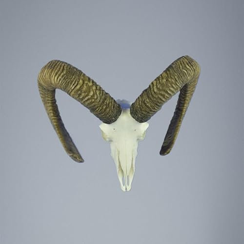 Hi Life Living Nature 784MU Mufflon jagdtrophae, Wildschaf, Horn 77-77cm C.20cm DE