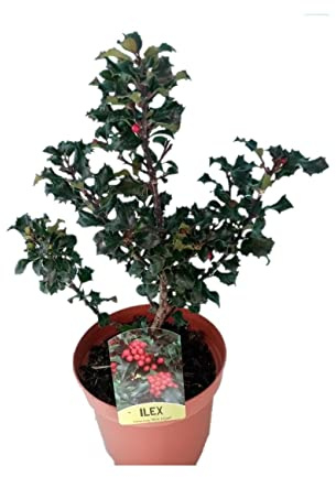 Acebo Natural Árbol de Exterior de Frutos Rojo Intensos