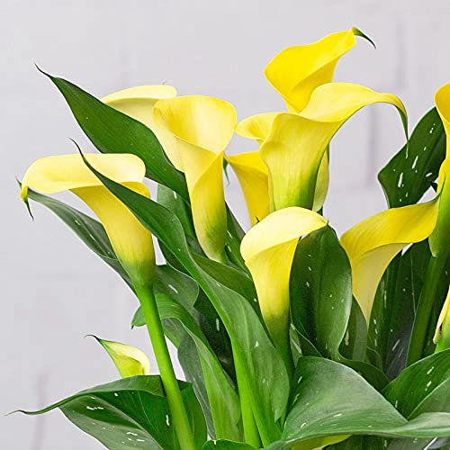 Plant Bulbs, Wedding Flowers, Calla Lily Plant, Perennial, Calla Lily Bulbs Mix, Hardy Perennial, Excellent Display Indoor, Flowering Bulbs, 4bulbs-k