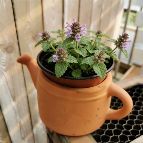 edera terrestre - semi da balcone parterre di semi giardino primavera balcone decorazione decorazioni giardino per 200pcs