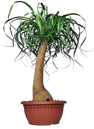 I GIARDINI DI GIULIA - Beaucarnea Piede d'Elefante, Mangiafumo - Altezza pianta 60 cm, Vaso diametro 25 cm, Pianta vera, Purificazione dell'Aria