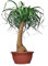 Beaucarnea Piede d'Elefante, Mangiafumo - Altezza pianta 60 cm, Vaso diametro 25 cm, Pianta vera, Purificazione dell'Aria