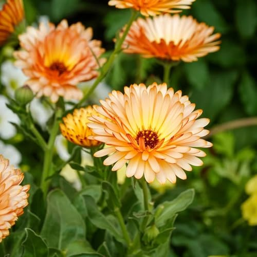 Semi di calendula - esotico per giardinieri semi di come bomboniera farfalle organico vecchie varietà per luoghi soleggiati raro resistenti 100pcs