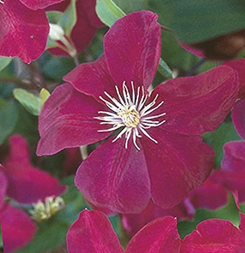 Waldrebe Ernest Markham 40-60cm - Clematis - lebende Gartenpflanze aus den Baumschulen