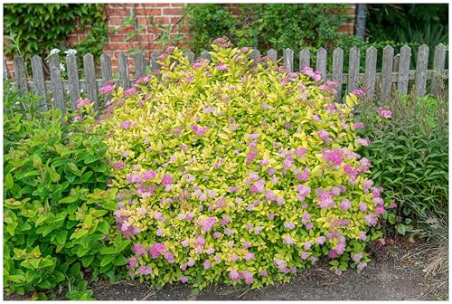 Stauden Gänge 10 x Spiraea japonica 'Golden Princess' (Gehölz/Heckenpflanze/Winterhart/Mehrjährig/Bodendecker) Gelbe Zwergspiere - Goldgelbes Laub trifft zarte Blütenpracht - Blühende Hecke