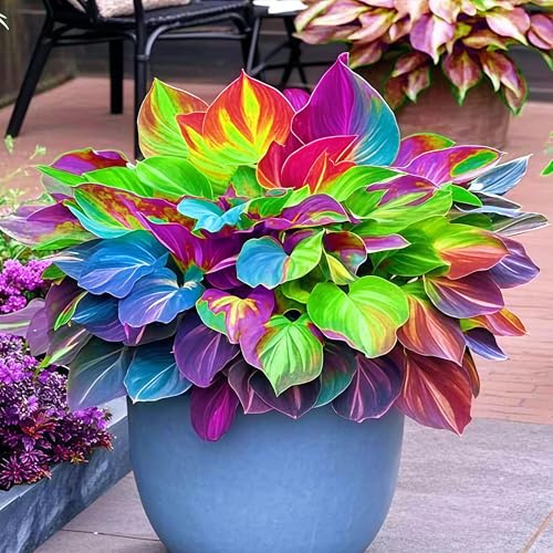 Farbenfrohe Funkie-Rhizom In GroßPackungen, Wunderschön Hosta, Fachgerecht Gepflanzt, GartenverschöNerung-4 Rhizom-J