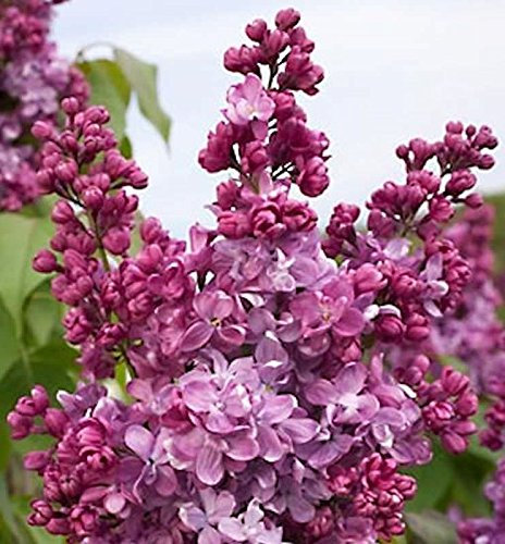Edelflieder Prince Wolkonsky 40-60cm - Syringa vulgaris