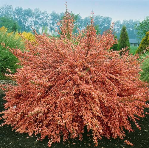 Cytisus scoparius 'Frisia' 60–80 cm – Winterhart, Mehrjährig, Pflegeleicht – Besenginster – Zierstrauch für Garten & Beet