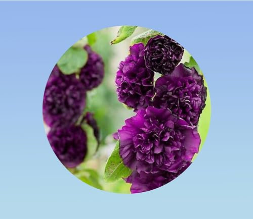 50 graines de Rose Tremiere Violet - Alcea rosea double fleur