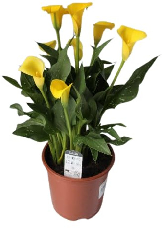 Zantedeschia o Cala Planta Natural con Flores de Colores y Riego Moderado