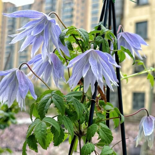 clematis, frühlingsblumen geschenk garten clematisrhizome blumenzwiebeln bodendecker winterhart mehrjährig winterharte kübelpflanzen topfblumen blühwiese mehrjährig 1zwiebeln
