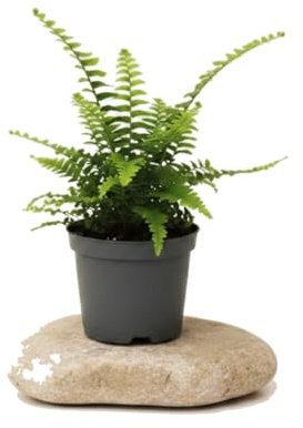 DECOALIVE | Planta Viva Nephrolepis Exaltata | Helecho de Boston 12 cm Maceta y 25 cm Altura