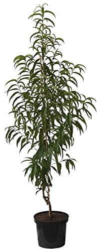 Pfirsichbaum Flamingo, sehr frostharter Pfirsich, Blüte bis - 8 Grad Buschbaum 110-140 cm 10 Liter Topf