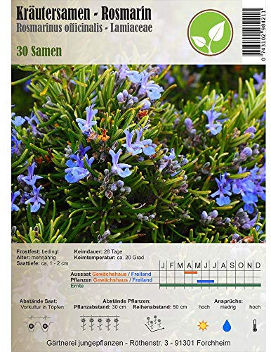 Graines D'Herbes Romarin Rosmarinus Officinalis Lamiaceae